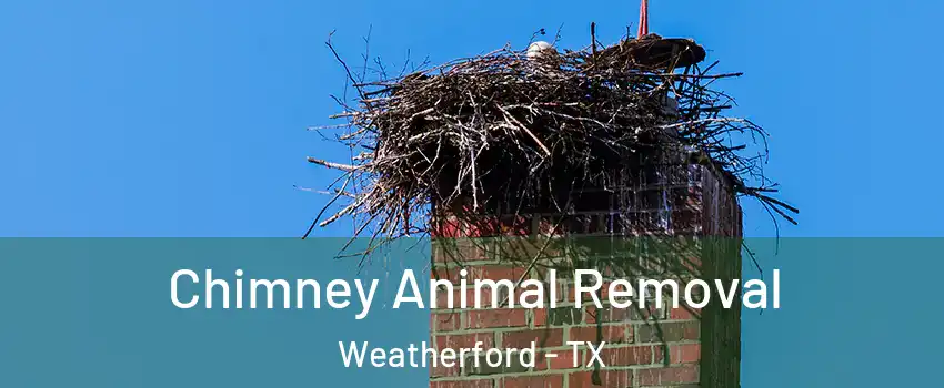  Chimney Animal Removal Weatherford - TX