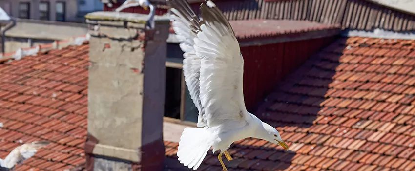 Residential Chimney Animal Removal Solution in Weatherford, TX